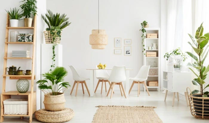Decorate home with Indoor Plants