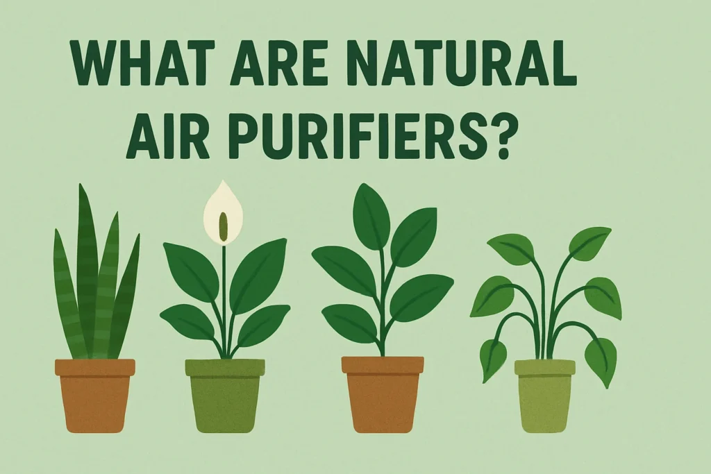 What Are Natural Air Purifiers?